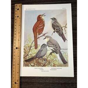 VTG Thrasher Catbird Bookplate Allan Brooks Lithograph Bird Portraits In Color